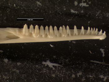 Media type: image;   Herpetology R-171407